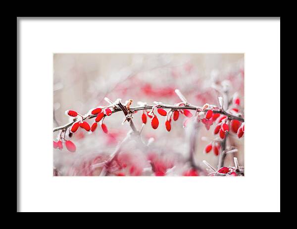 Japanese Barberry Framed Print featuring the photograph Red Barberry - Berberis thunbergii by Viktor Wallon-Hars