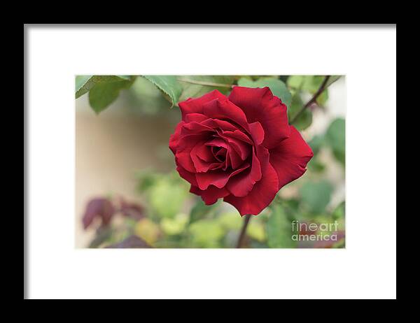 Red Rose Framed Print featuring the photograph Red beauty in the garden by Adriana Mueller