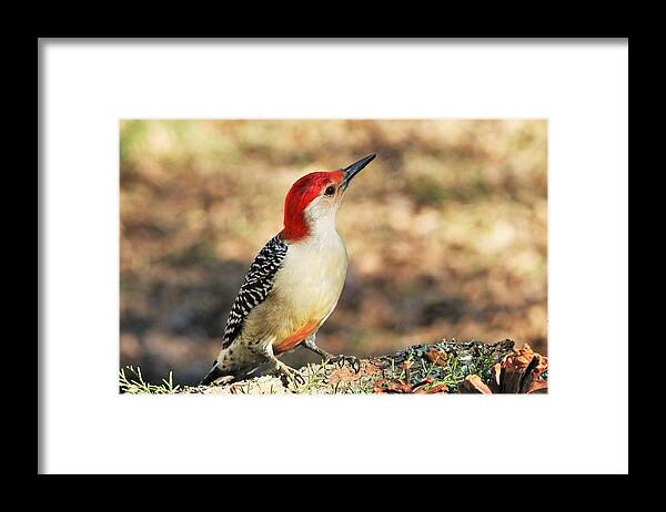 Nature Framed Print featuring the photograph Red-bellied Woodpecker Close-up by Sheila Brown