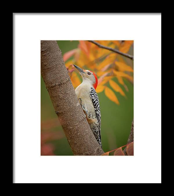 Bird Framed Print featuring the photograph Red Bellied Woodpecker by David Downs