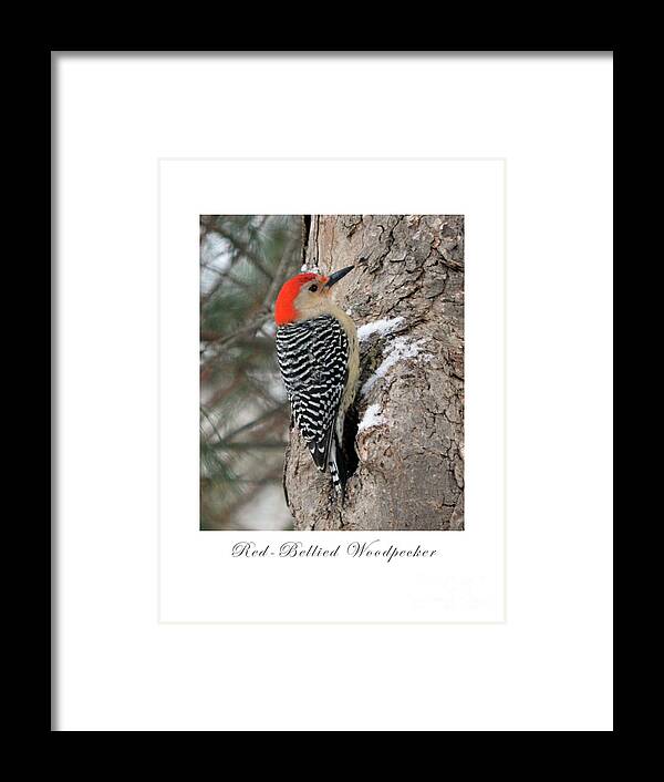 Bird Framed Print featuring the photograph Red-Bellied Woodpecker by Dianne Morgado