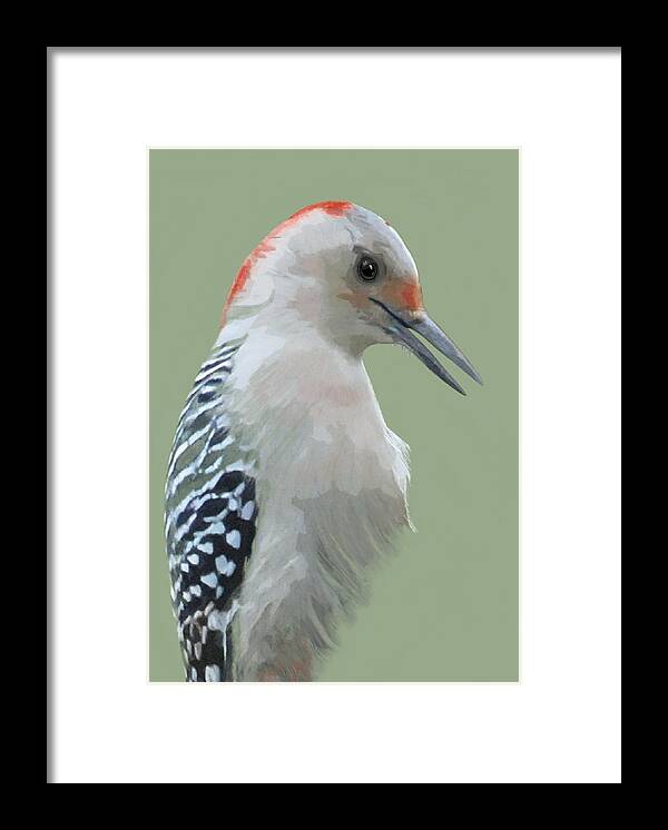 Nature Framed Print featuring the mixed media Red Bellied Woodpecker by Judy Cuddehe