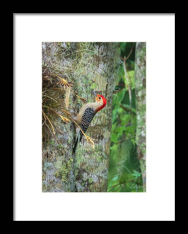 Red-bellied Woodpecker Framed Print featuring the photograph Red-bellied Woodpecker by Steven Sparks