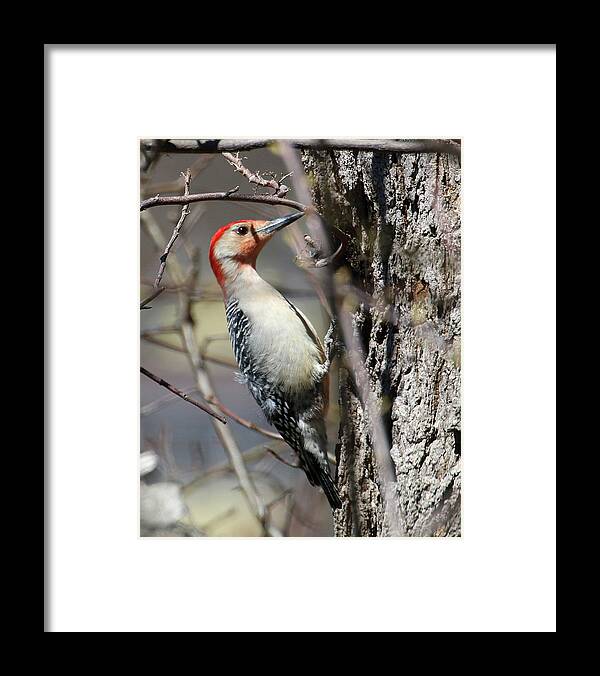 Wildlife Framed Print featuring the photograph Red-bellied Woodpecker by William Selander