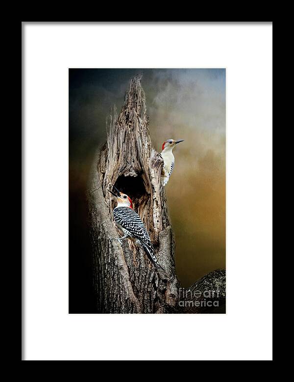 Red Bellied Woodpecker Framed Print featuring the mixed media Red Bellied Woodpeckers by Kathy Kelly