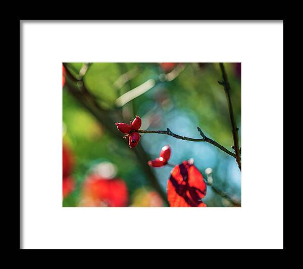 Berry Framed Print featuring the photograph Red Berry in Autumn by Amelia Pearn
