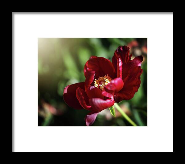  Framed Print featuring the photograph Red Bloomer by Nicole Engstrom