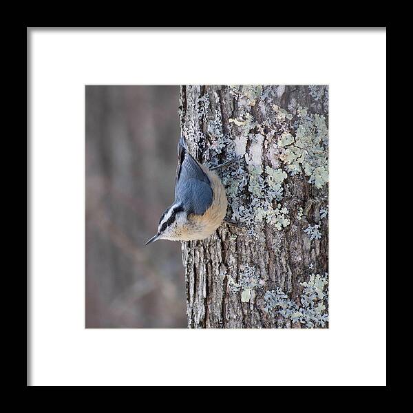 Red Breasted Nuthatch Framed Print featuring the photograph Red Breasted Nuthatch Striking a Pose by Forest Floor Photography