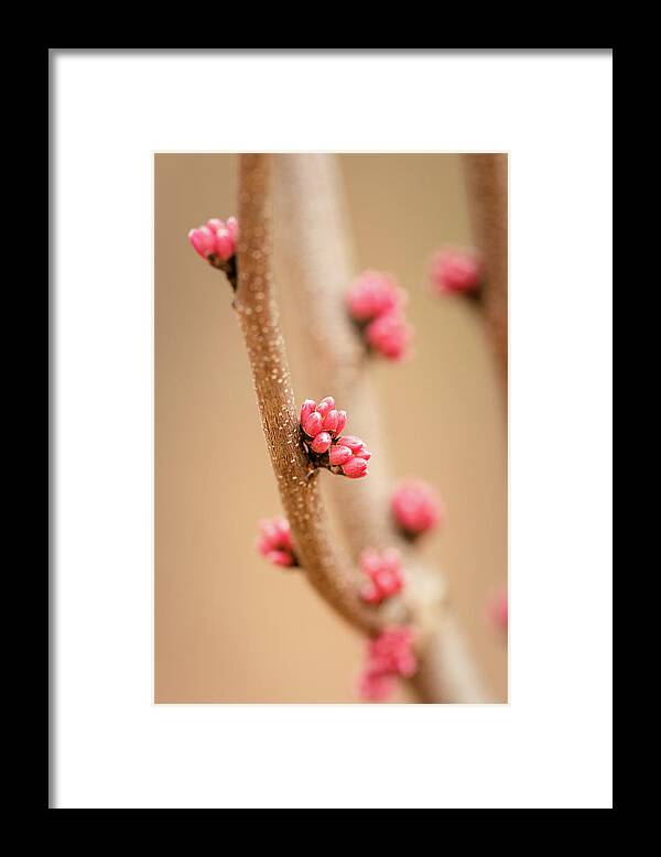Eastern Red Bud Tree Framed Print featuring the photograph Red Bud Buds 2 by Joni Eskridge
