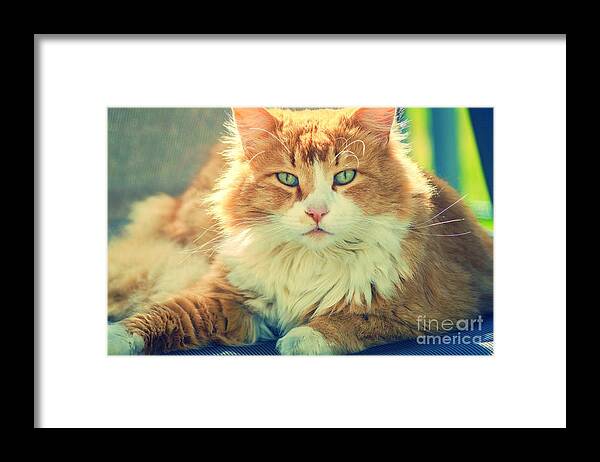 Animal Framed Print featuring the photograph Red Cat Staring by Claudia Zahnd-Prezioso