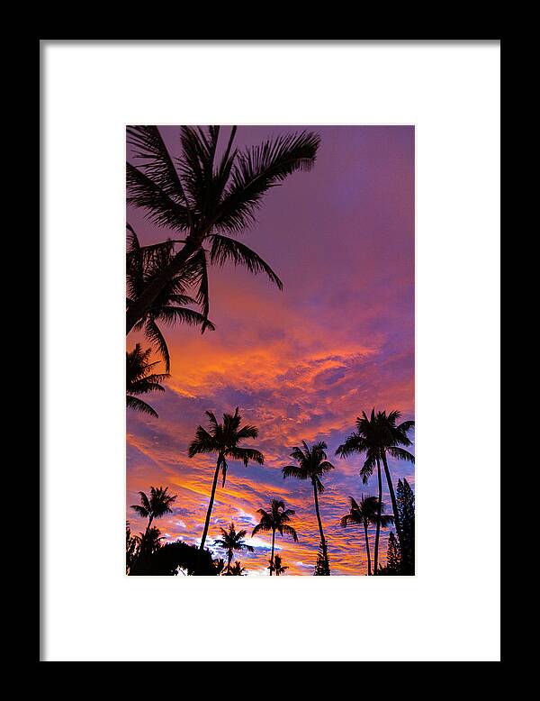 Pink Clouds Framed Print featuring the photograph Red Cloud Palms by Sean Davey