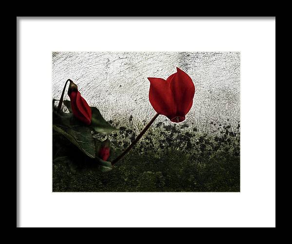 Cyclamen Framed Print featuring the photograph Red cyclamen and its bud by Al Fio Bonina