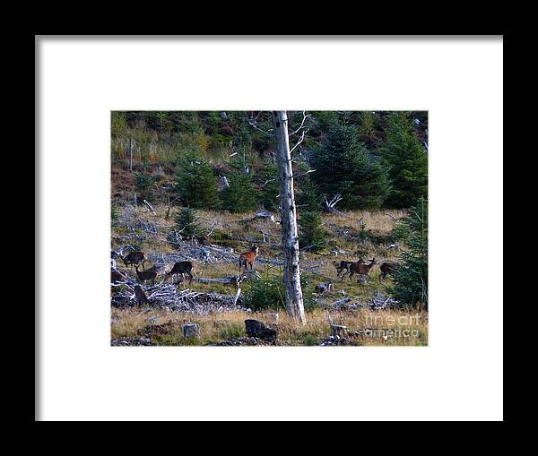 Red Deer Framed Print featuring the photograph Red deer rut in woodland by Phil Banks
