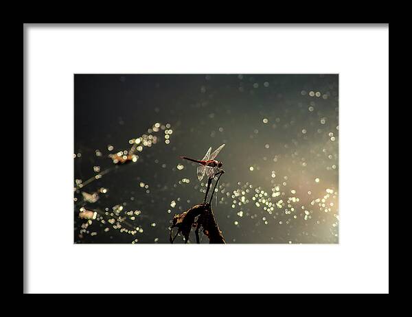 Insects Framed Print featuring the photograph Red Dragon by Marcus Jones