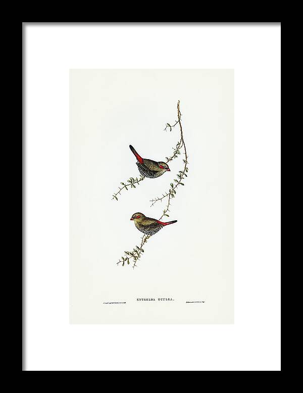 Red-eared Finch Framed Print featuring the drawing Red-eared Finch, Estrelda oculea by John Gould