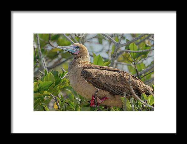 Ecuador Framed Print featuring the photograph Red-footed Booby Perched High in Tree by Nancy Gleason