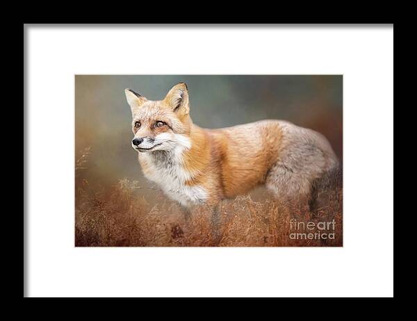 Wildlife Framed Print featuring the photograph Red Fox by Ed Taylor