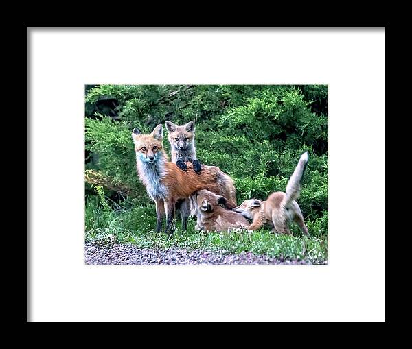 Fox Framed Print featuring the photograph Red Fox Family by Judi Dressler