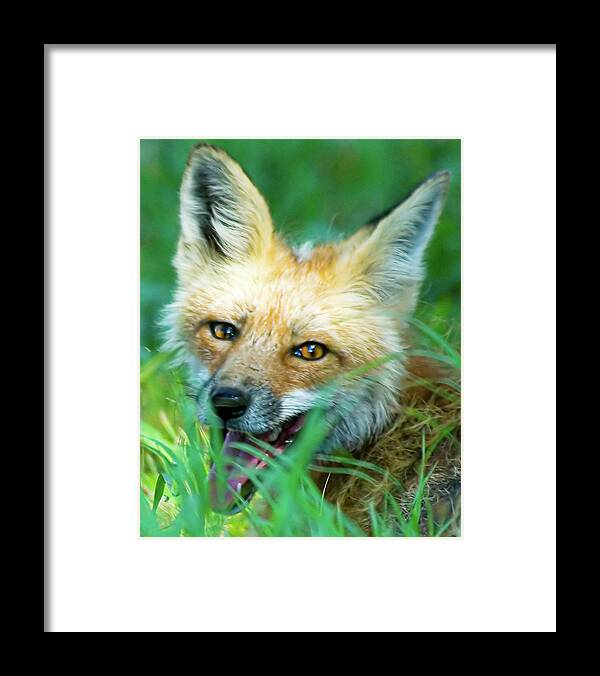 Red Fox Framed Print featuring the photograph Red Fox by Gary Beeler