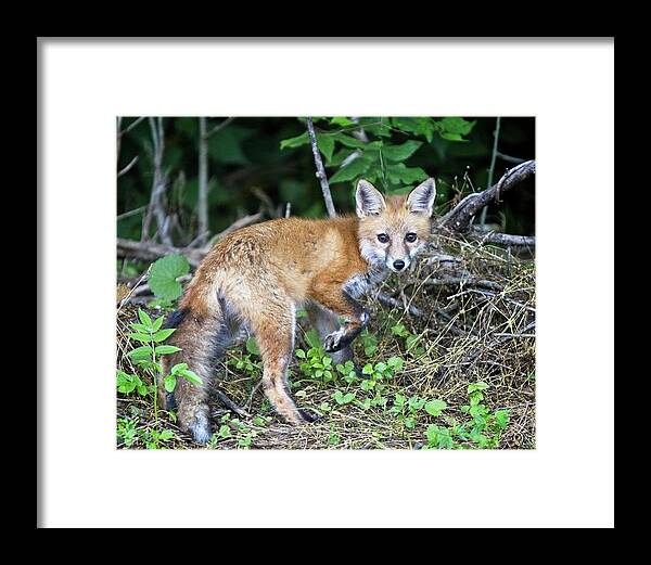 2020 Framed Print featuring the photograph Red Fox Kit Exploring by Ronald Lutz