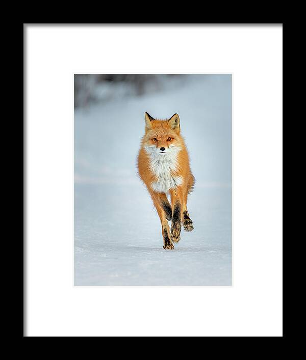 (vulpes Vulpes) Framed Print featuring the photograph Red Fox Running by James Capo