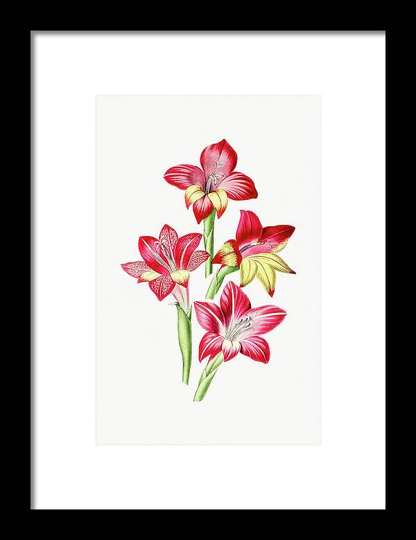 Nature Framed Print featuring the drawing Red Gladiolus by Mango Art