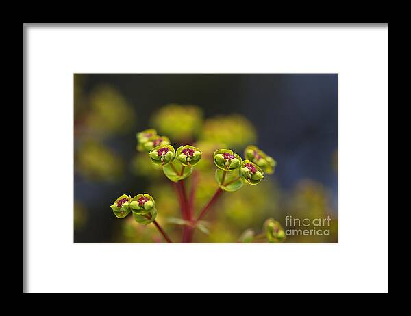 Red Hearts On Green Flowers Framed Print featuring the photograph Red Hearts Green Flowers by Joy Watson
