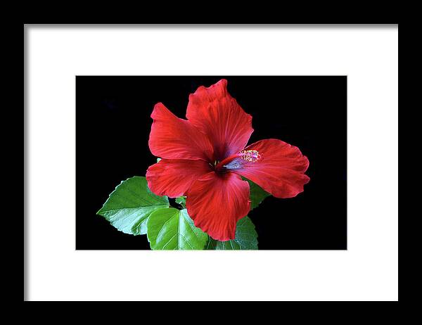 Hibiscus Framed Print featuring the photograph Red Hibiscus Portrait by Terence Davis