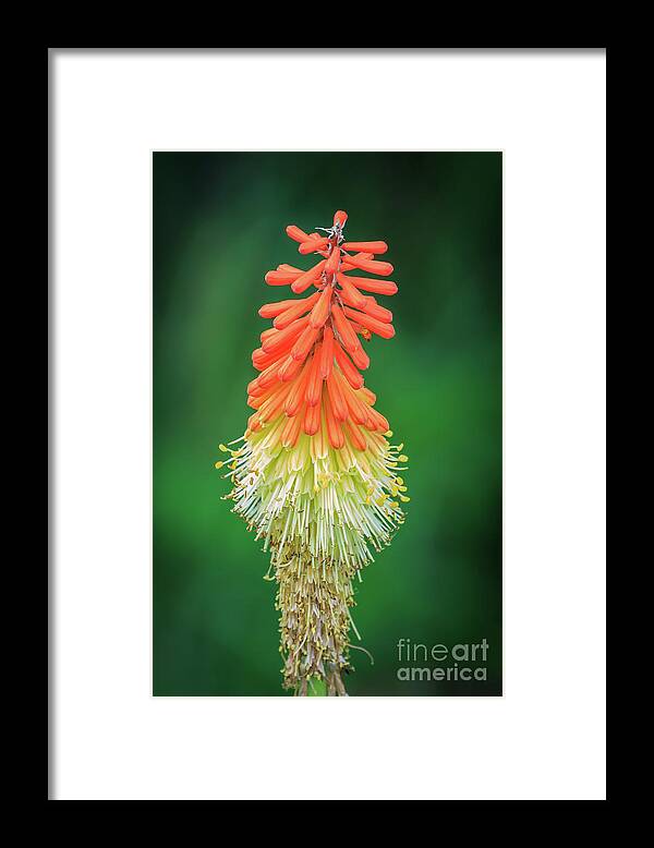 Kniphofia Framed Print featuring the photograph Red hot poker plant at MItch Park in Edmond, OK by Richard Smith