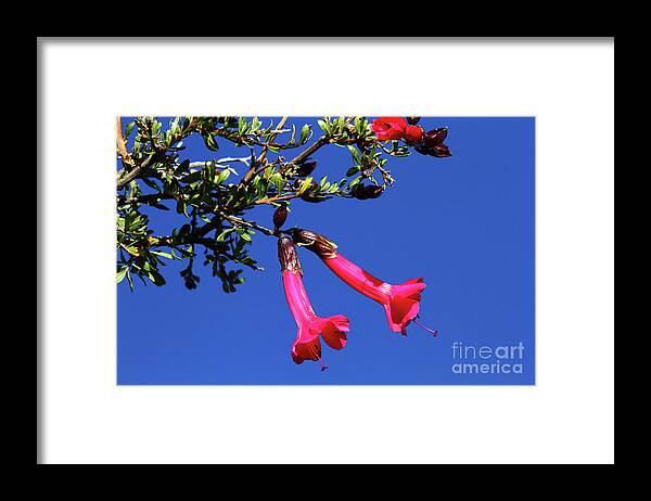 Red Flowers Framed Print featuring the photograph Red Kantuta the National Flower of Peru by James Brunker