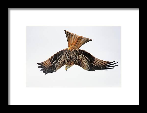 Red Kite Framed Print featuring the photograph Red Kite bird of prey in flight by Grant Glendinning
