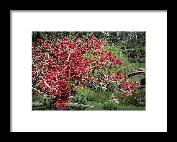 Japanese Maple Framed Print featuring the photograph Red Leaf Japanese Maple in a Japanese Garden by Rebecca Herranen