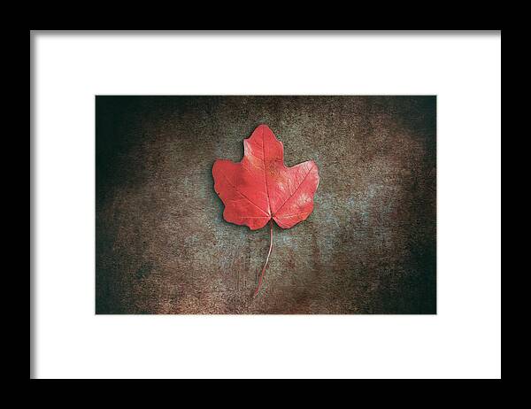 Leaf Framed Print featuring the photograph Red Leaf by Scott Norris