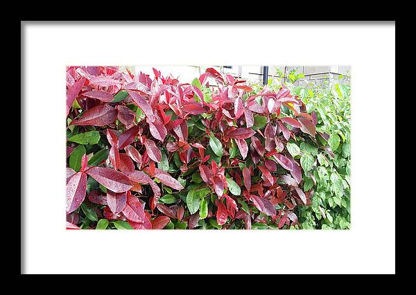 Plant Images Framed Print featuring the painting Red Leaves in Cornwall by Roxy Rich