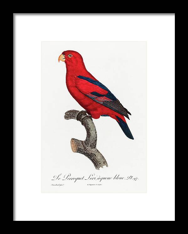 Red Lory Framed Print featuring the mixed media Red Lorikeet by World Art Collective