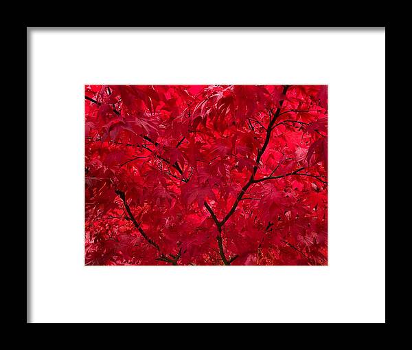 Red Framed Print featuring the photograph Red Maple Macro by Jerry Abbott