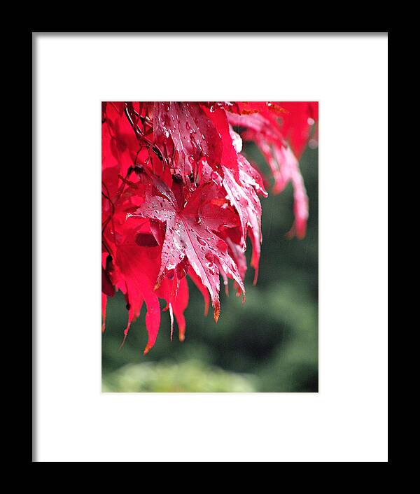 Leaves Framed Print featuring the photograph Red Maple by Micki Findlay