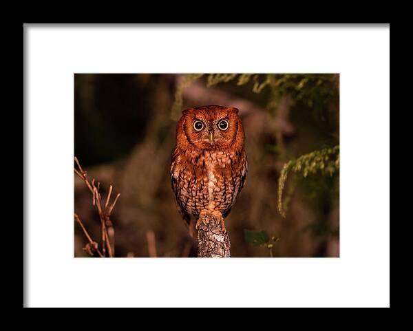 Easternscreechowl Framed Print featuring the photograph Red Morph Screech by Justin Battles