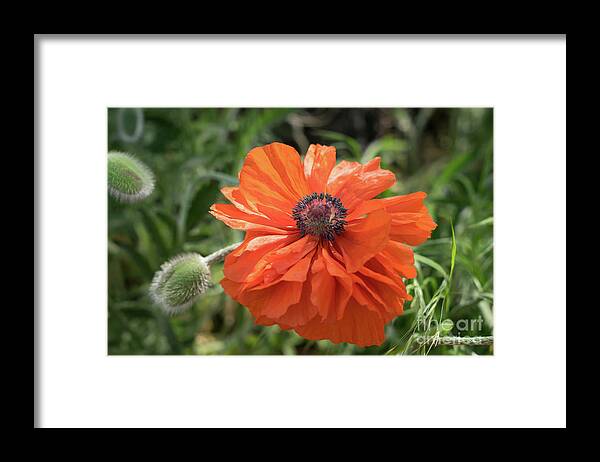Poppy Framed Print featuring the photograph Red poppy blooms on the green summer meadow by Adriana Mueller