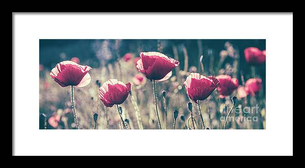 Poppy Framed Print featuring the photograph Red poppy flower in countryside field. Summer landscape with wil by Jelena Jovanovic