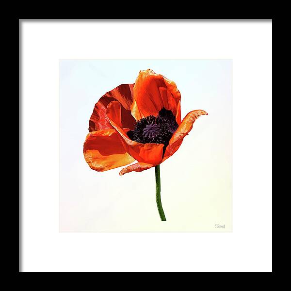 Poppy Framed Print featuring the photograph Red Poppy in Sunshine by Susan Savad