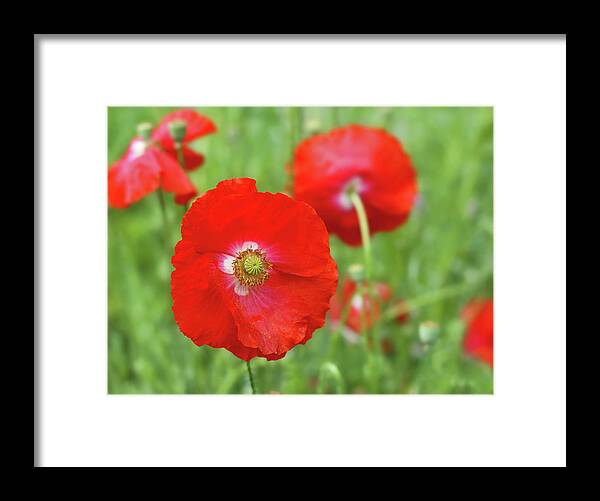Poppy Framed Print featuring the photograph Red Poppy by Maria Meester