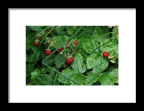 Strawberries Framed Print featuring the photograph Red Ripe Strawberries by Valerie Collins