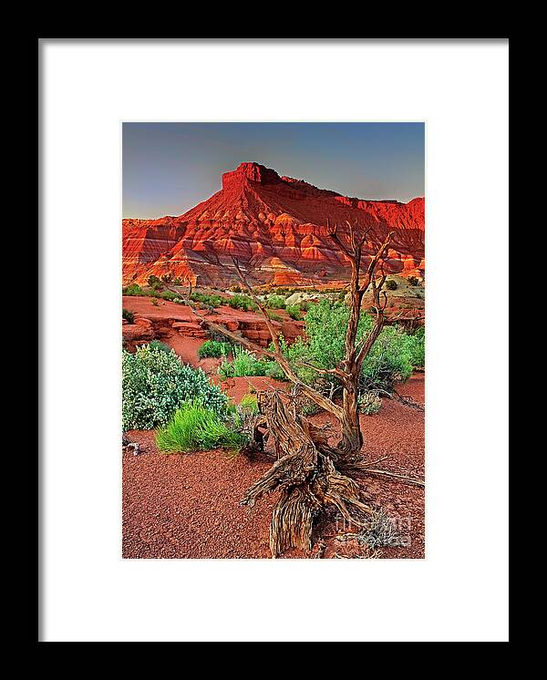 North America Framed Print featuring the photograph Red Rock Butte And Juniper Snag Paria Canyon Utah by Dave Welling