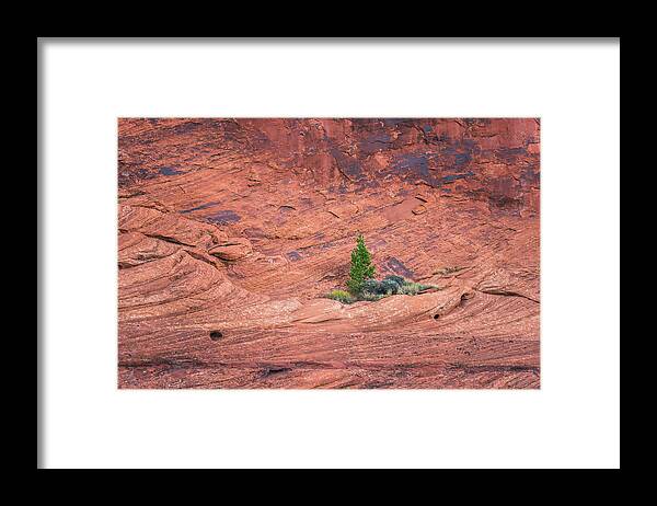 Trees Framed Print featuring the photograph Red Rock Cradle by Alexander Kunz
