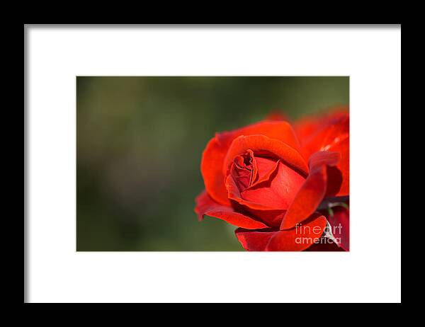 Floribunda Rose Framed Print featuring the photograph Red Romance Rose by Joy Watson