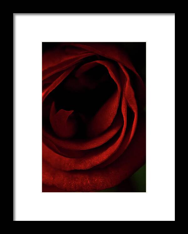 Red Rose Framed Print featuring the photograph Red rose #1 by Al Fio Bonina