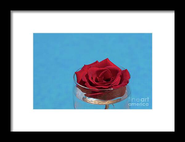 Red Rose Framed Print featuring the photograph Red rose blossom and blue water by Adriana Mueller