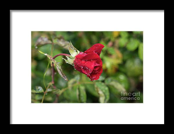 Rose Framed Print featuring the photograph Red rose bud with water pearls by Adriana Mueller