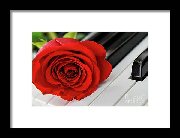 Piano Keys Framed Print featuring the photograph Red Rose On Piano Keys by Olga Hamilton